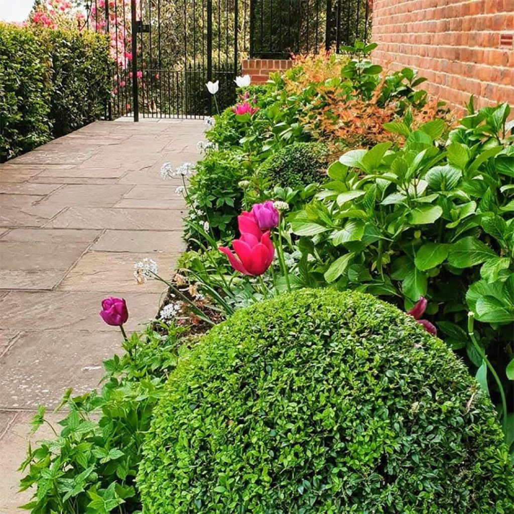 The beloved box plant (Buxus sempevirens) a traditional British garden plant used in many forms over the centuries in British garden design, but is that it for the plant, has the dreaded blight and caterpillar destroyed our love for box.